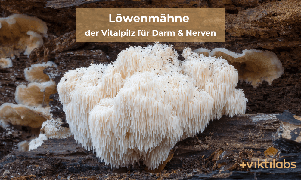 Löwenmähne – der Vitalpilz für Darm und Nerven