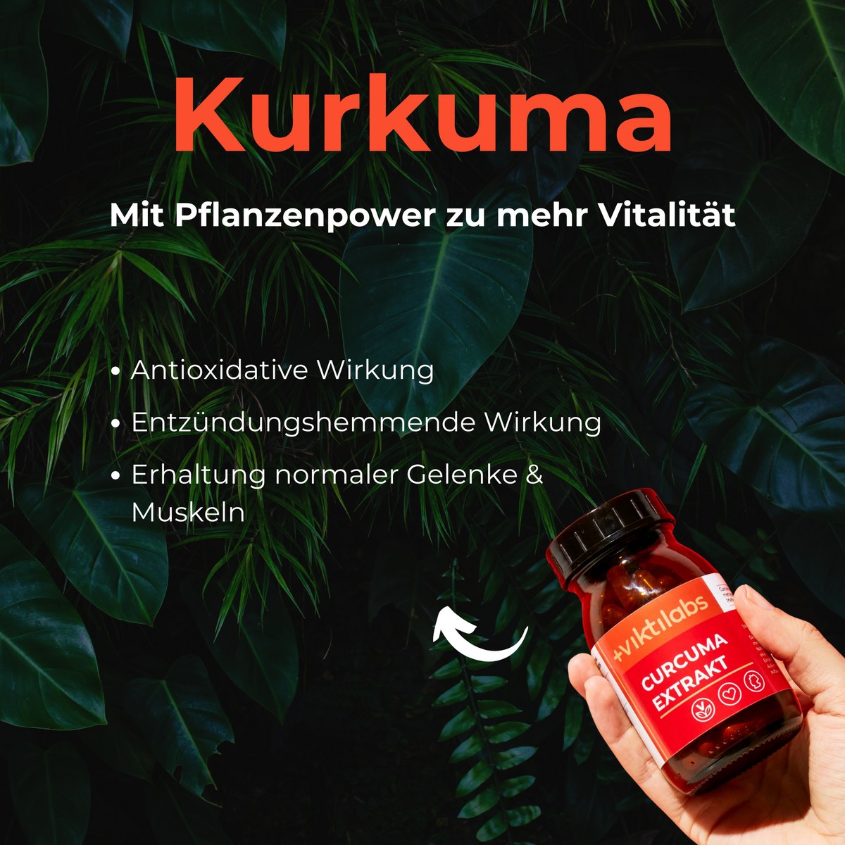 Pflanzenpower Paket: Kurkuma, OPC, Bio Grapefruitextrakt